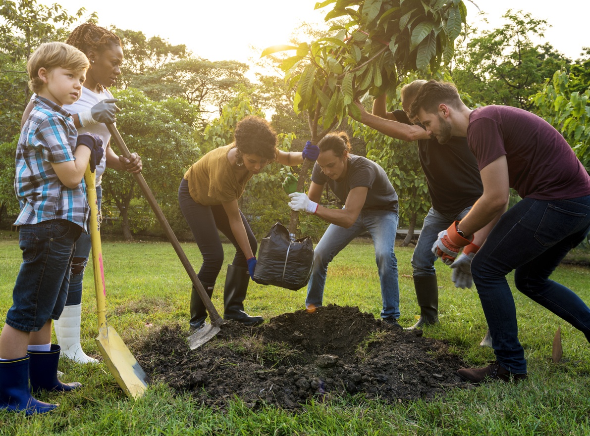 Planting a tree